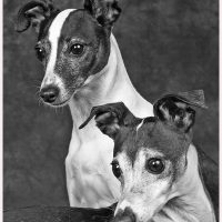 Italian Greyhounds - Terry Tuttle